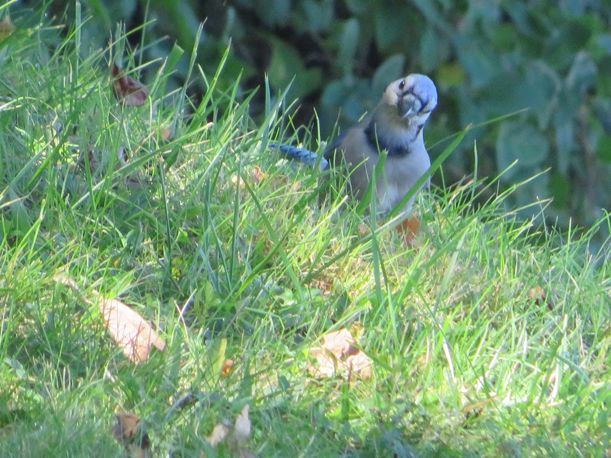 Blue Jay - ML642915051