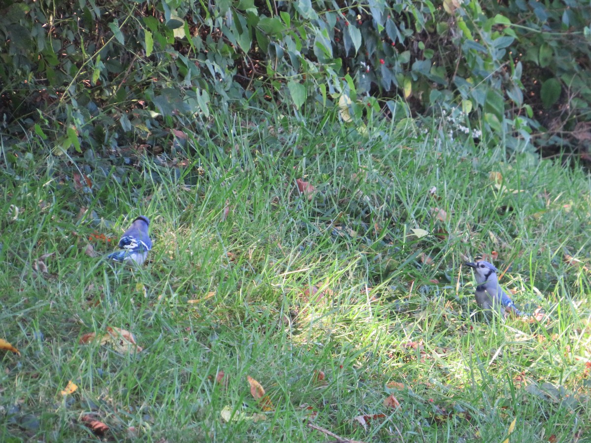 Blue Jay - ML642915062
