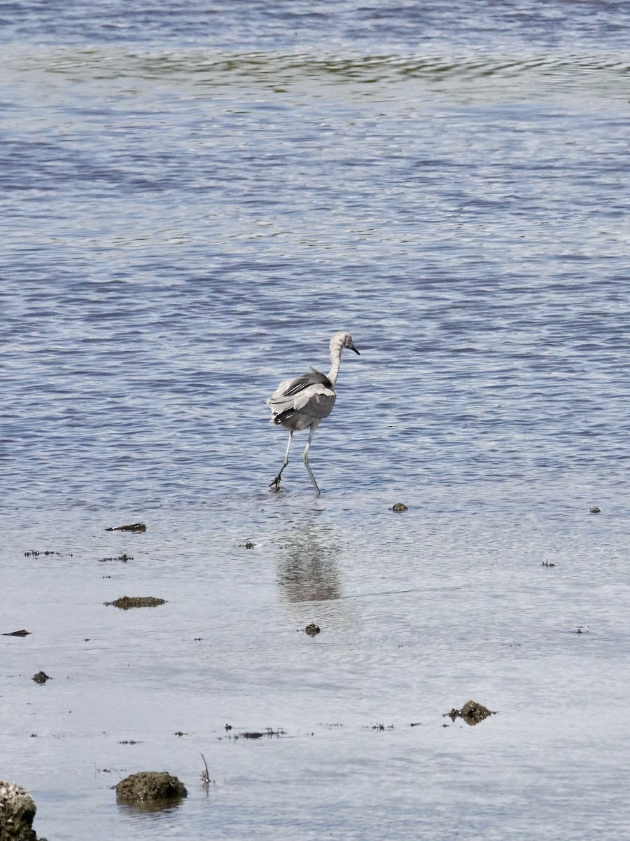 Reddish Egret - ML642915065