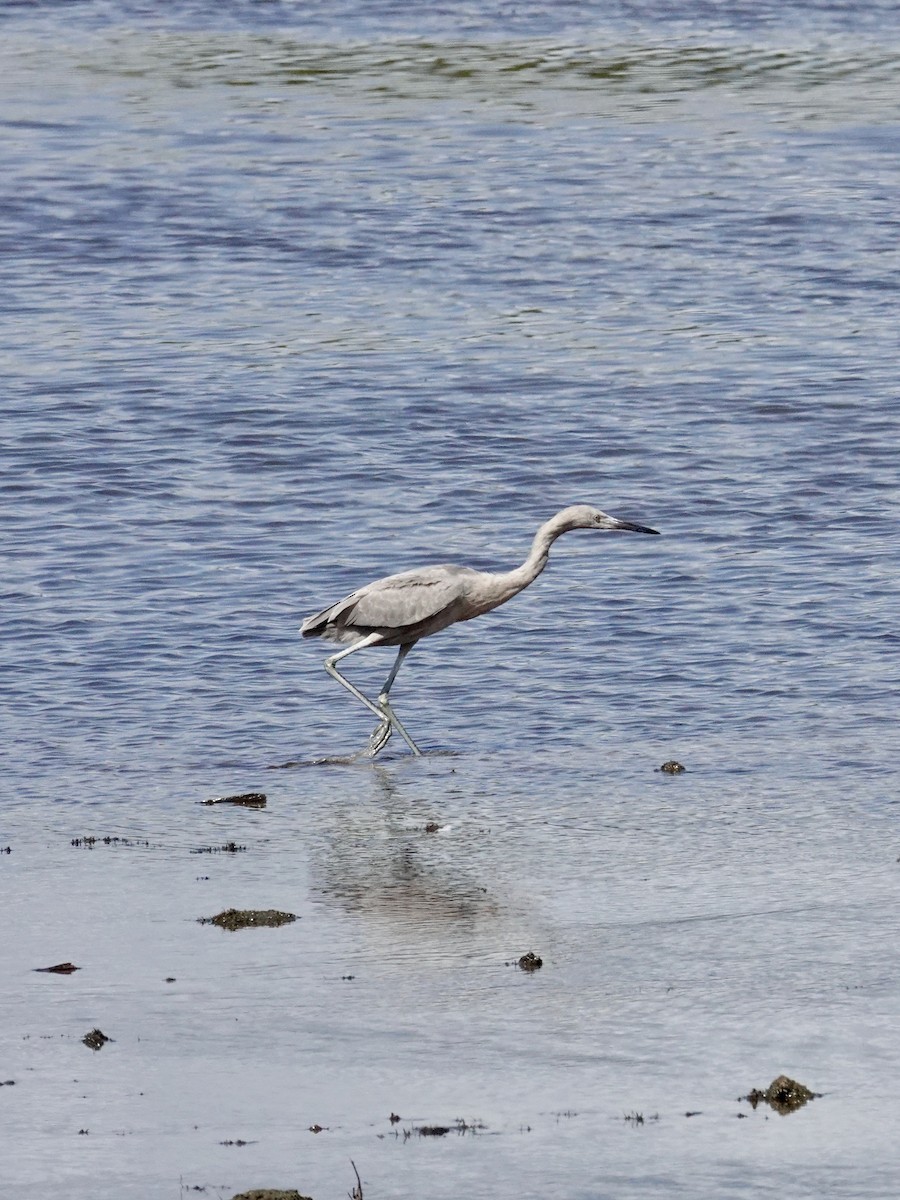 Reddish Egret - ML642915066