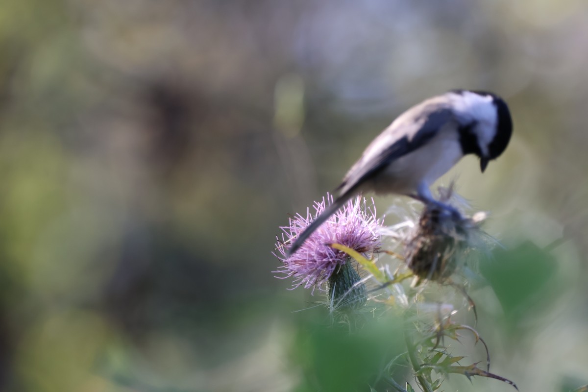 Carolina Chickadee - ML642915068