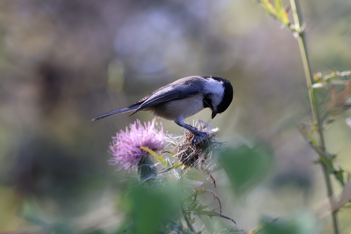 Carolina Chickadee - ML642915070