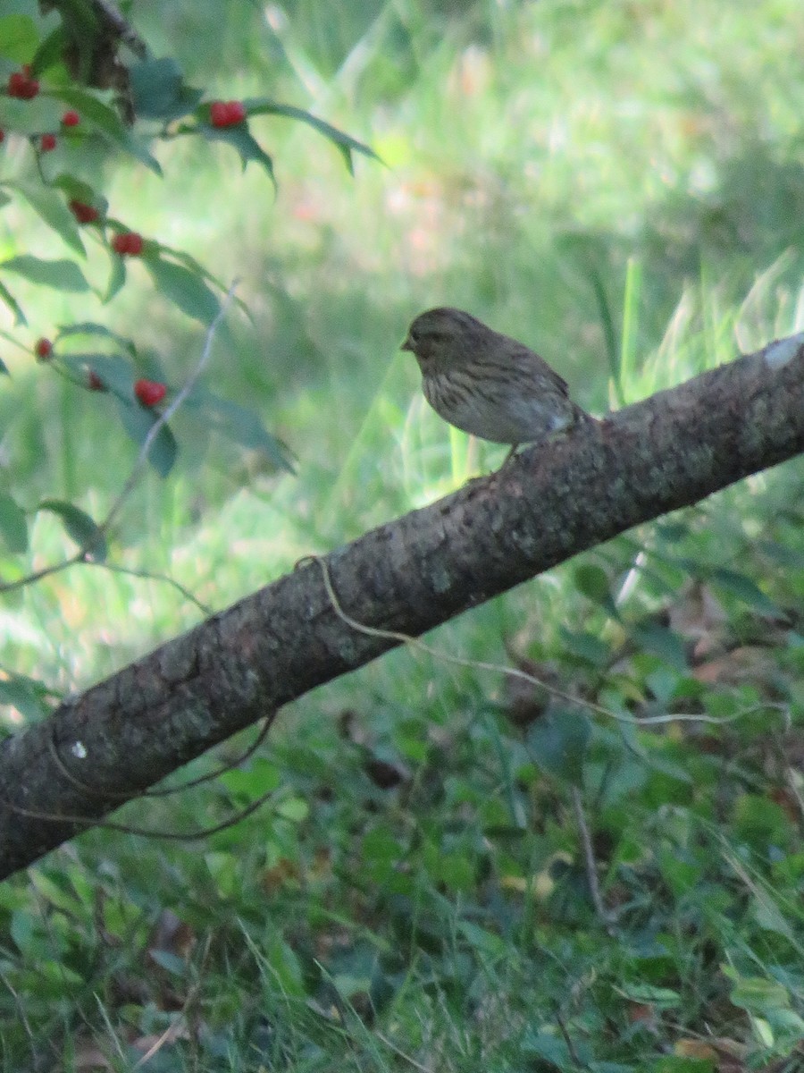 Lincoln's Sparrow - ML642915071