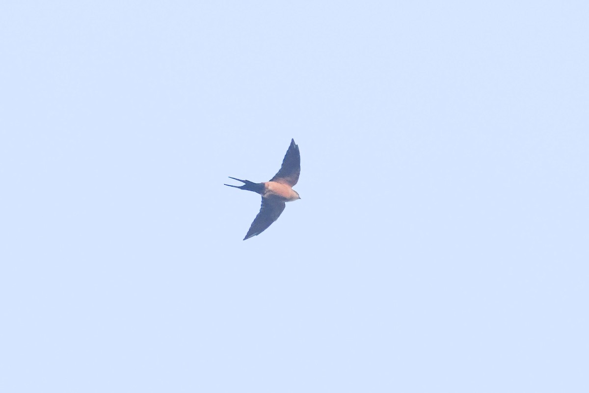 African Red-rumped Swallow - ML642915074