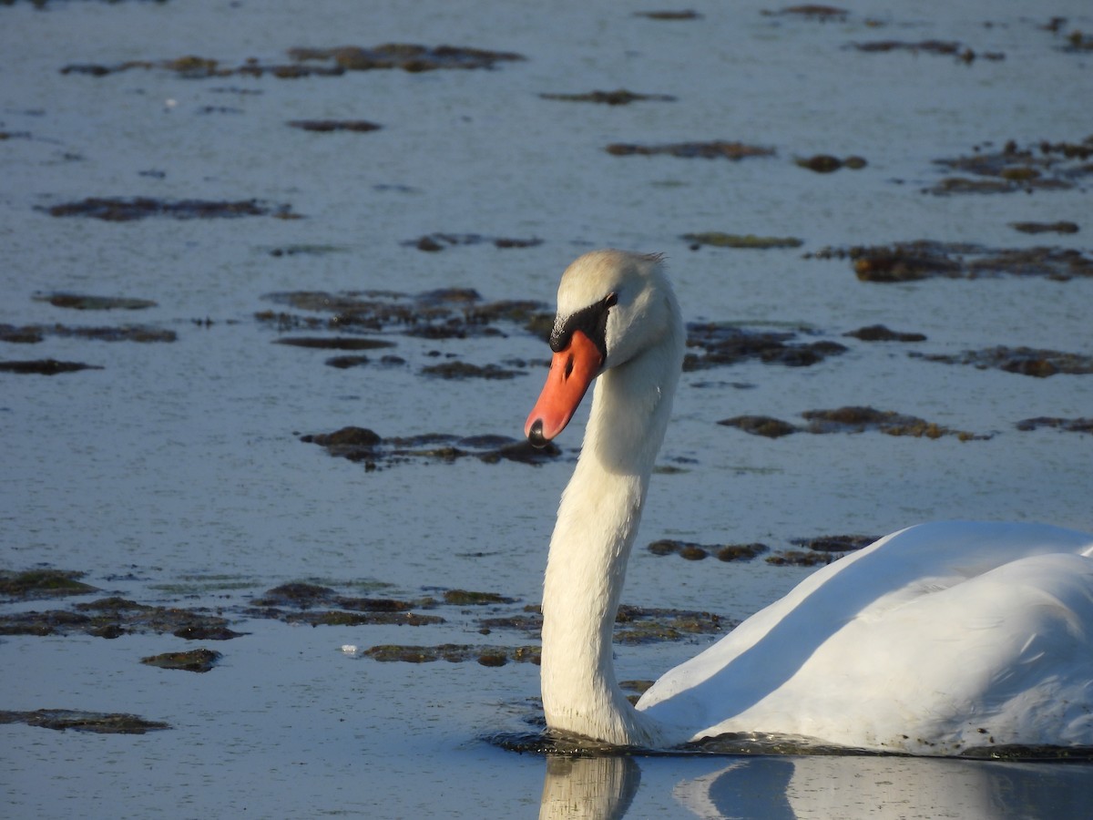 Cigno reale - ML642915075