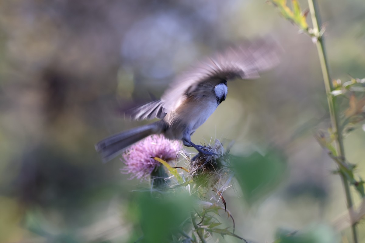Carolina Chickadee - ML642915076