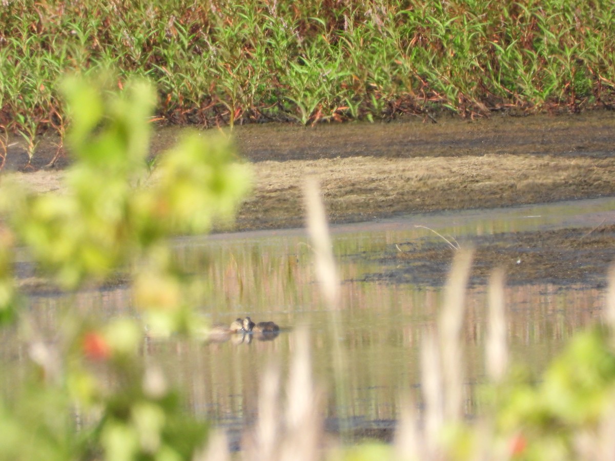 duck sp. - ML642915082