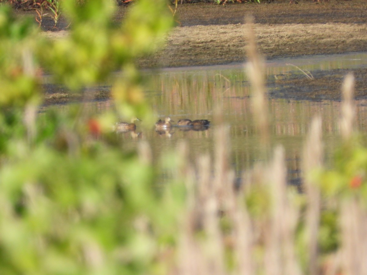 duck sp. - ML642915083