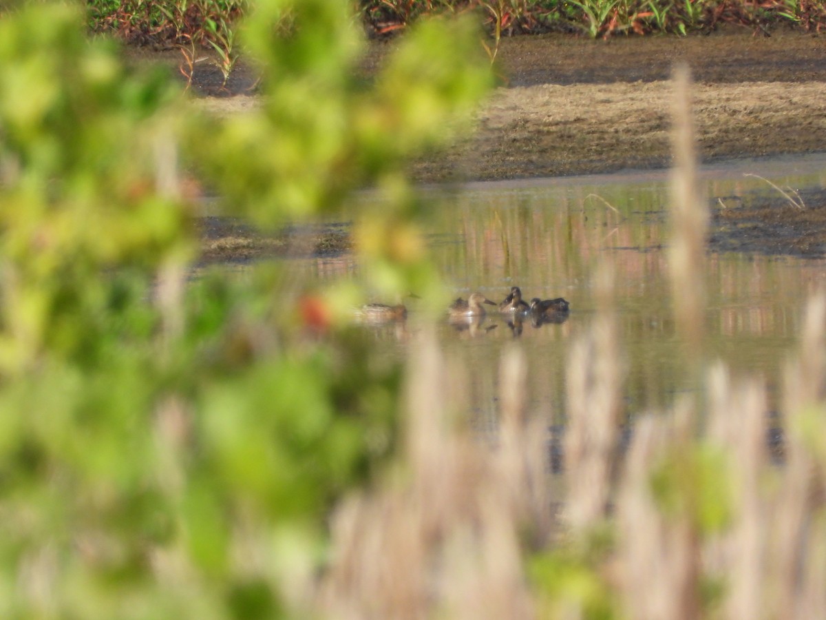 duck sp. - ML642915084