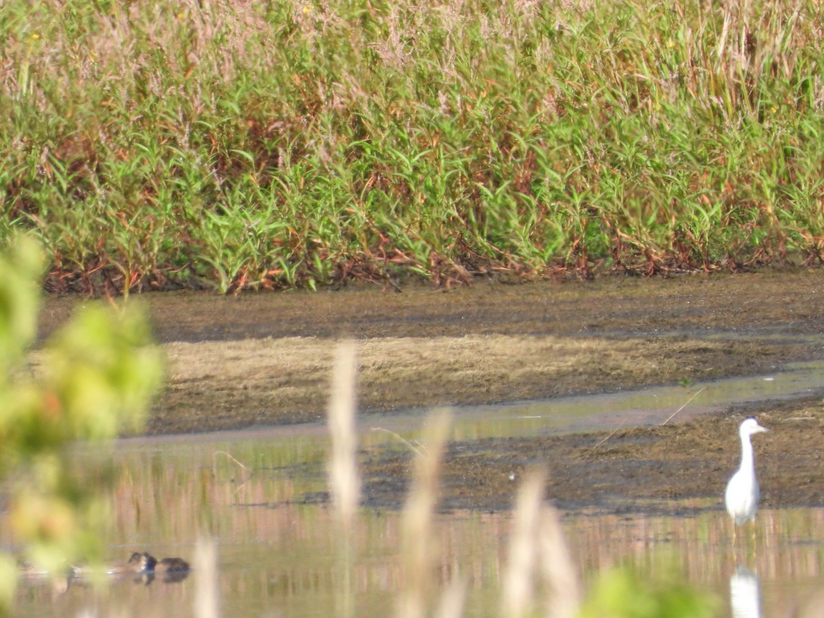 duck sp. - ML642915085