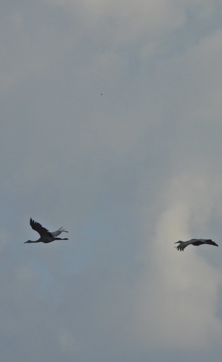 Sandhill Crane - ML642915090