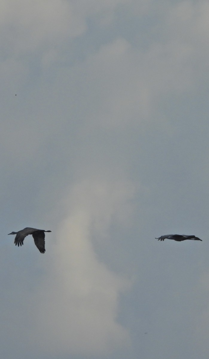 Sandhill Crane - ML642915091