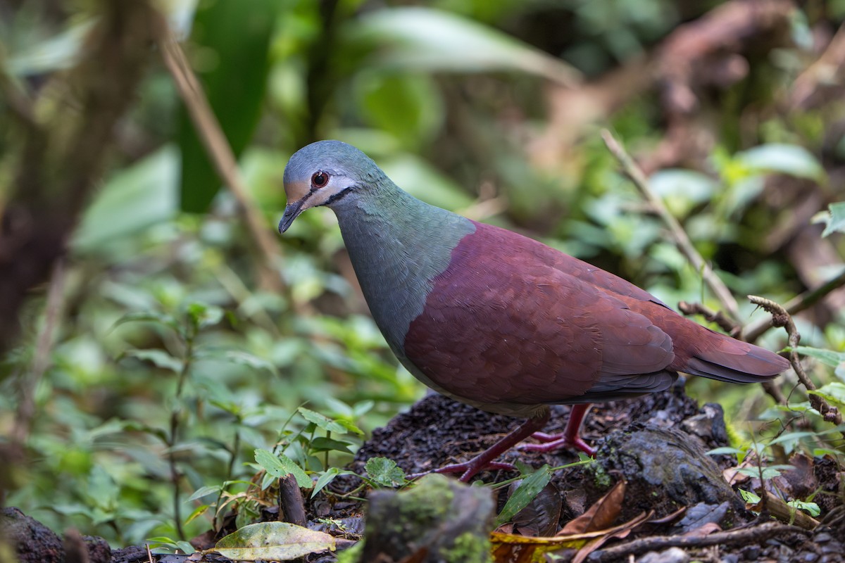 Costa-Rica-Taube - ML642915107