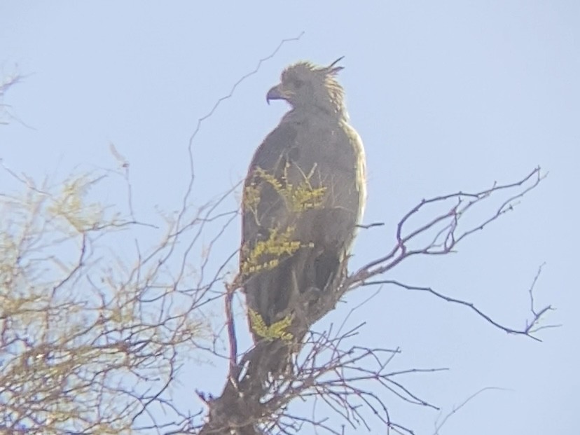 Chaco Eagle - ML642915117