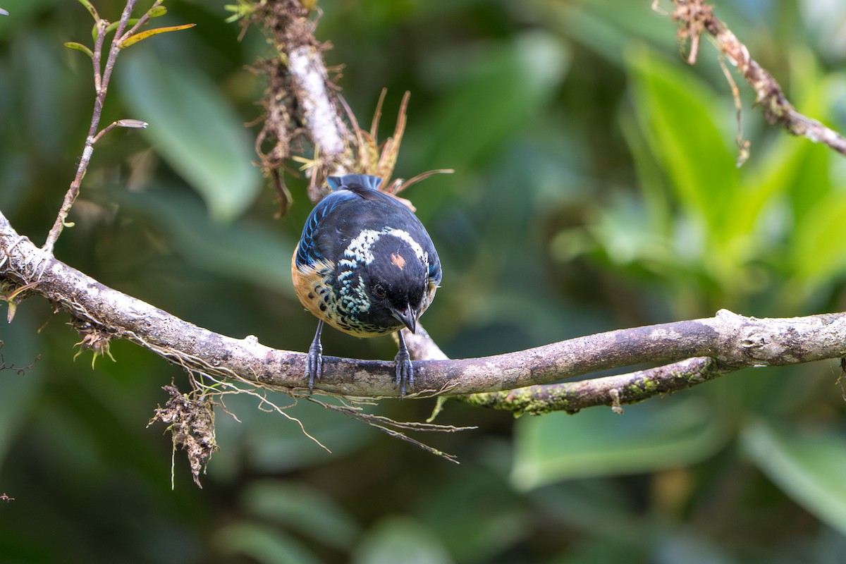 Spangle-cheeked Tanager - ML642915121