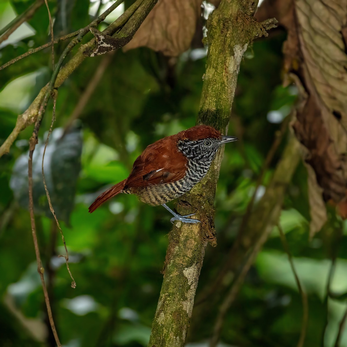 Lined Antshrike - ML642915124