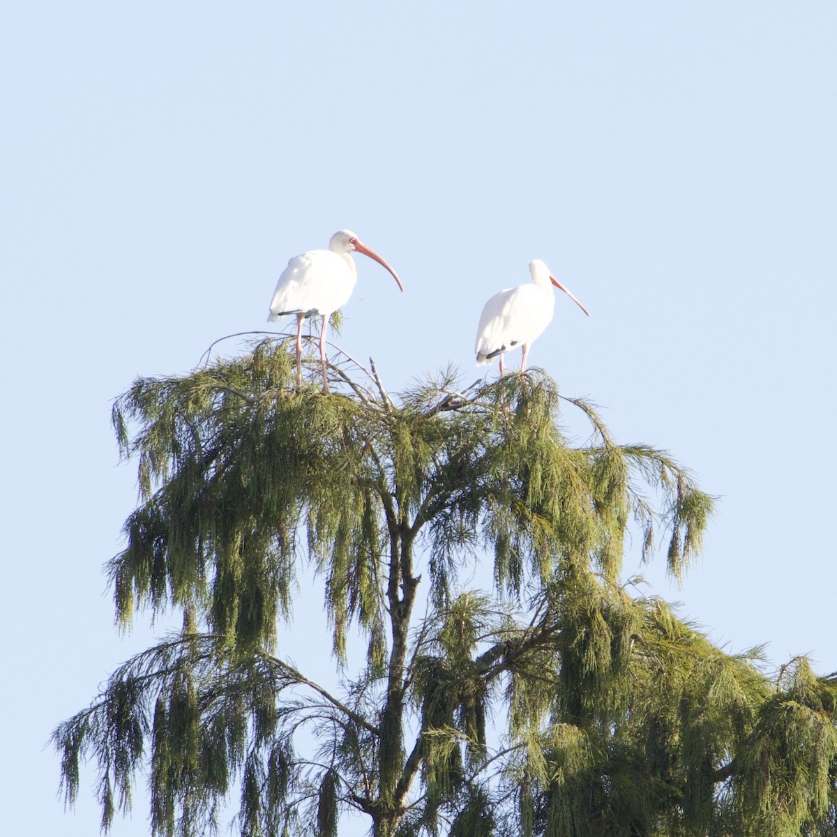 White Ibis - ML642915125