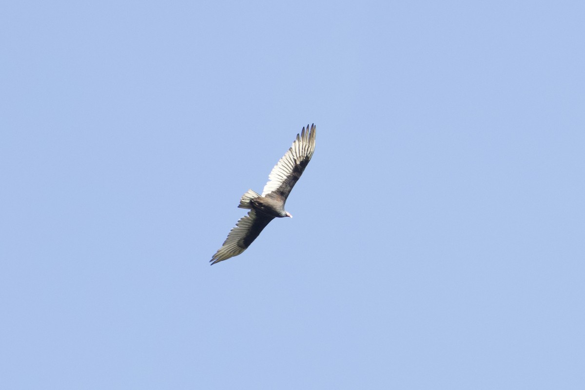 Turkey Vulture - ML642915130