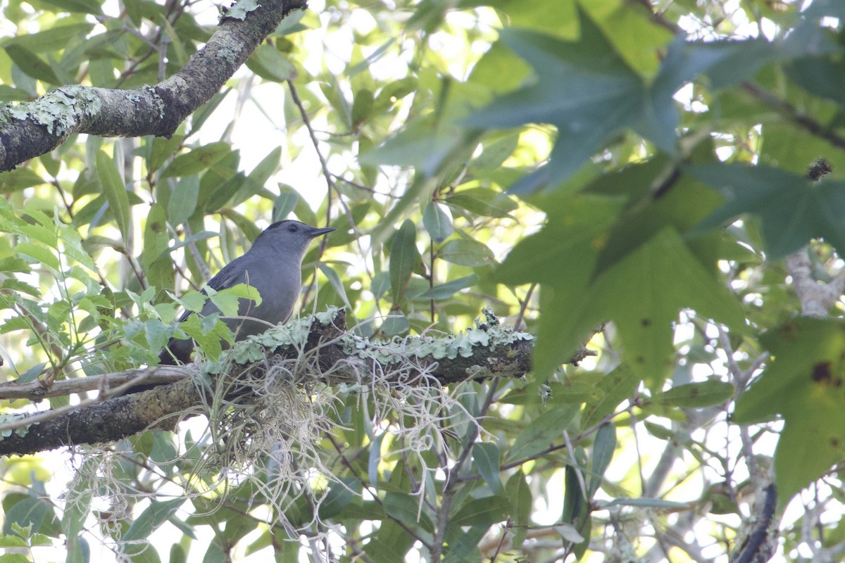 Gray Catbird - ML642915147