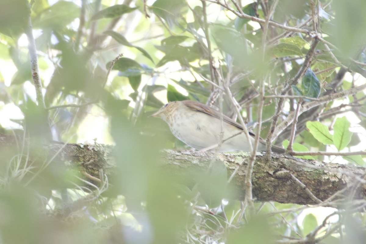 Veery - ML642915150