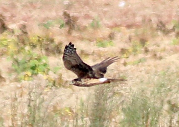 Mirotz zuri eurasiarra - ML642915151