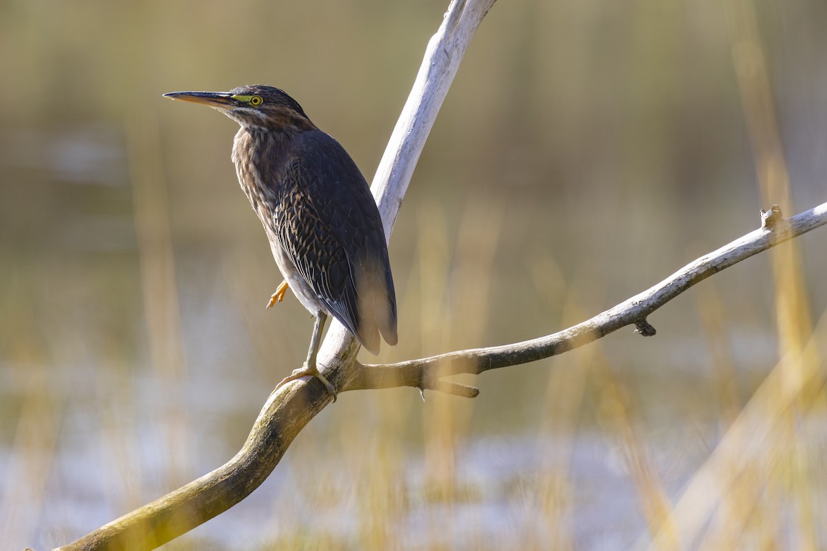 Green Heron - ML642915155