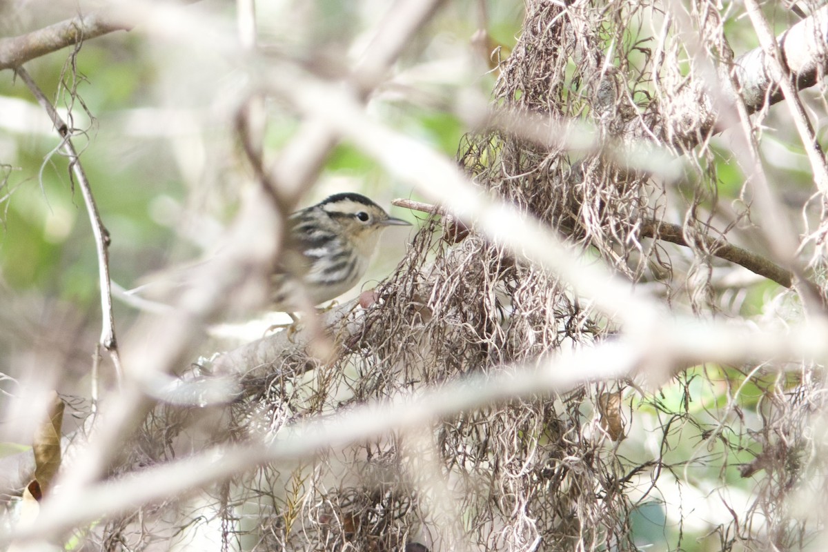 Black-and-white Warbler - ML642915157