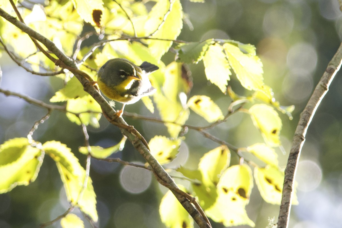 Northern Parula - ML642915159