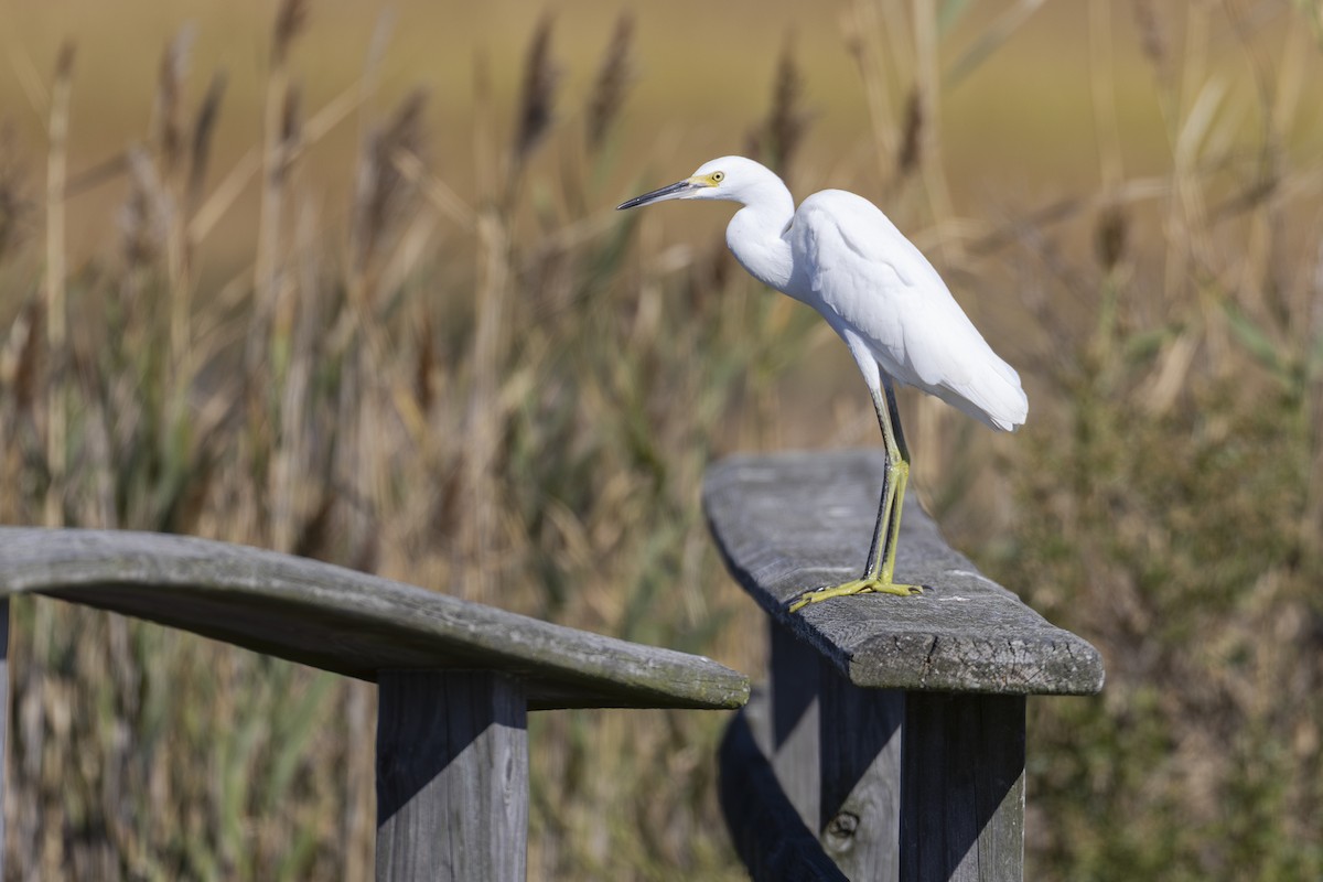 Snowy Egret - ML642915160