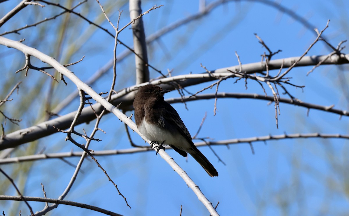 Black Phoebe - ML642915161