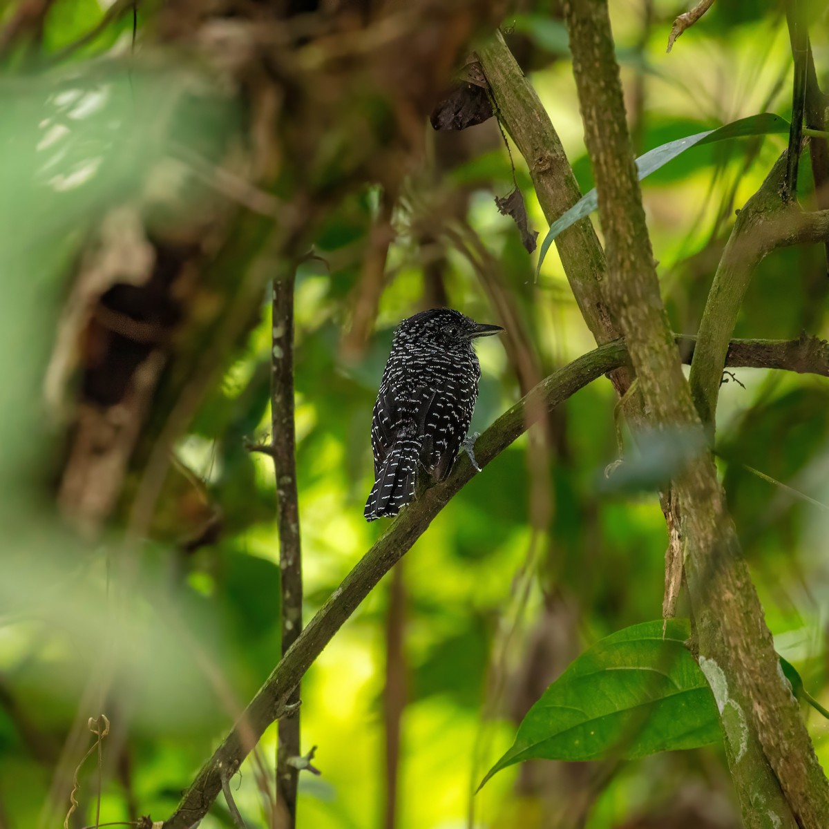 Lined Antshrike - ML642915168