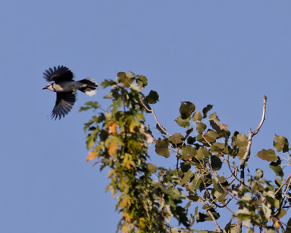 Blue Jay - ML642915195