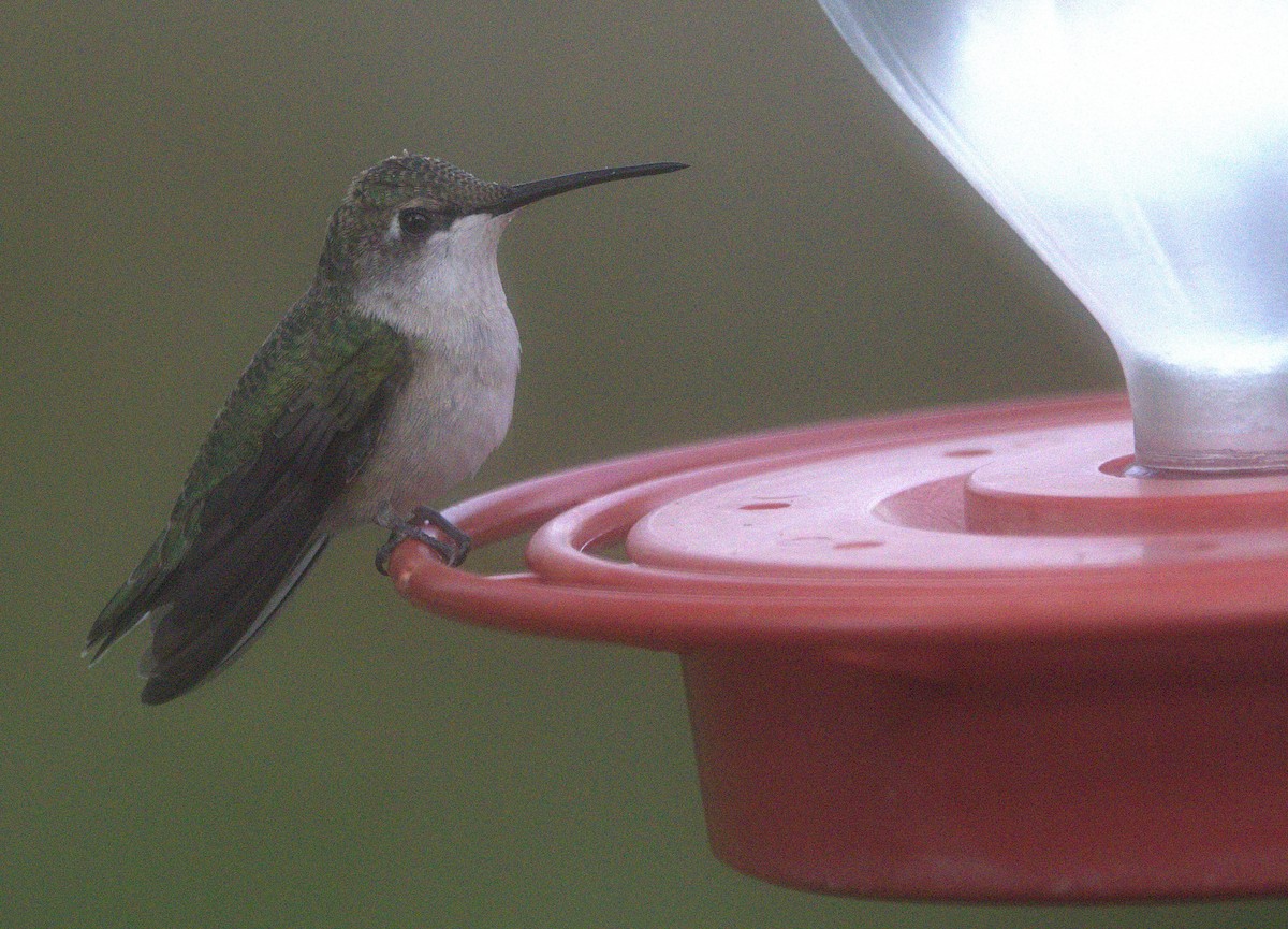Colibri à gorge rubis - ML642915199