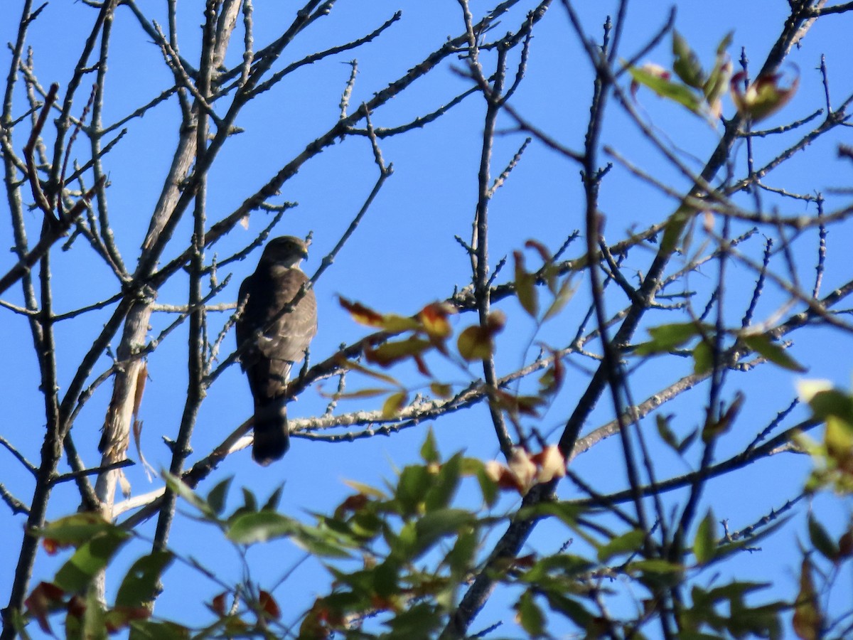 Broad-winged Hawk - ML642915207