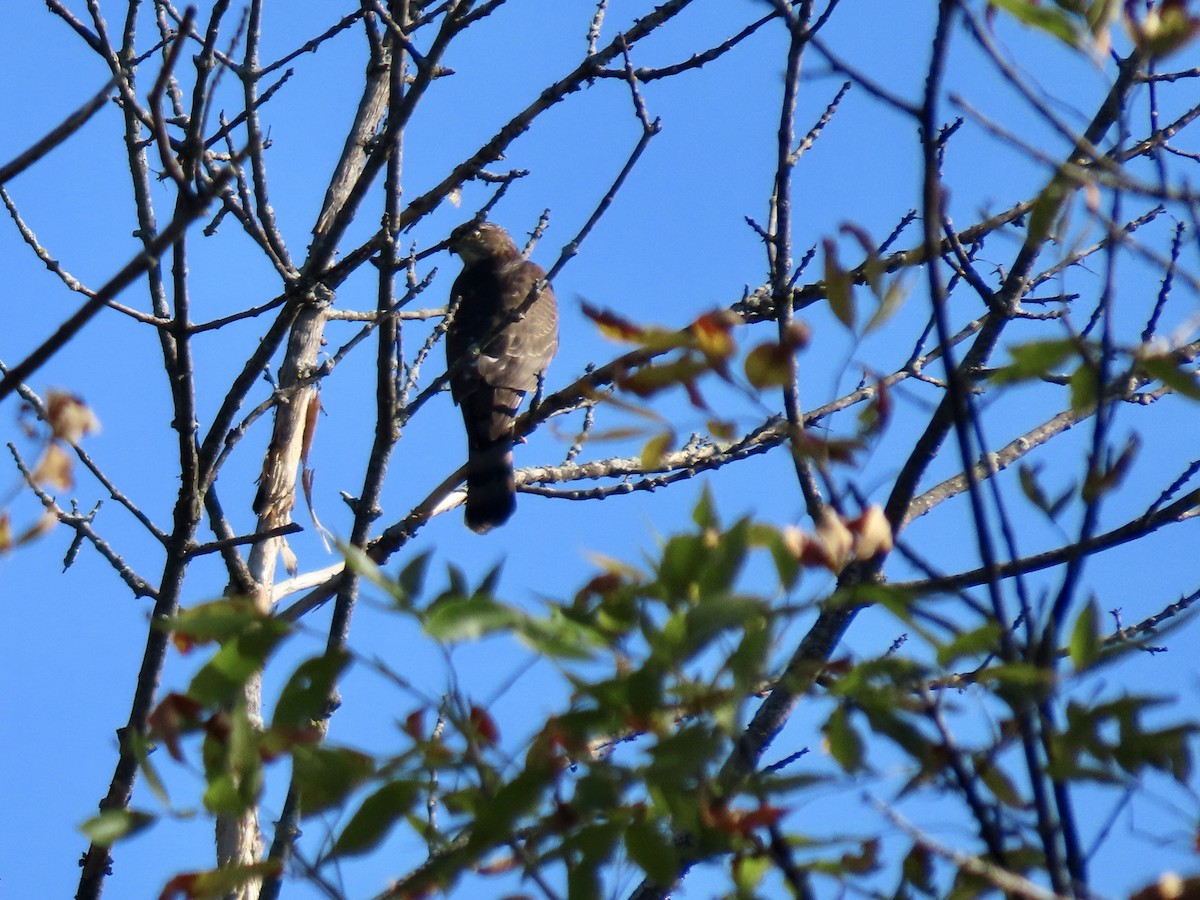 Broad-winged Hawk - ML642915208