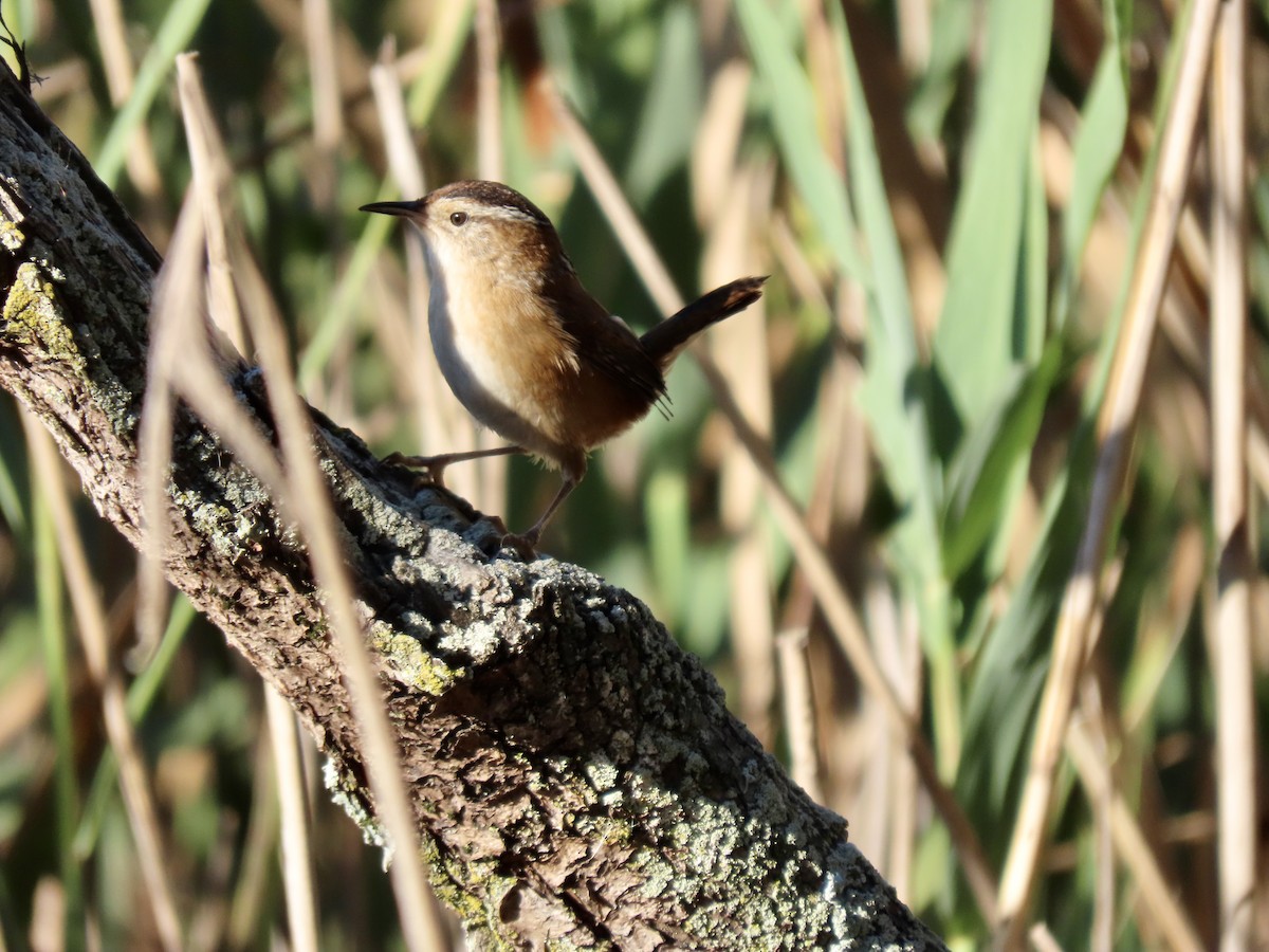 Marsh Wren - ML642915217