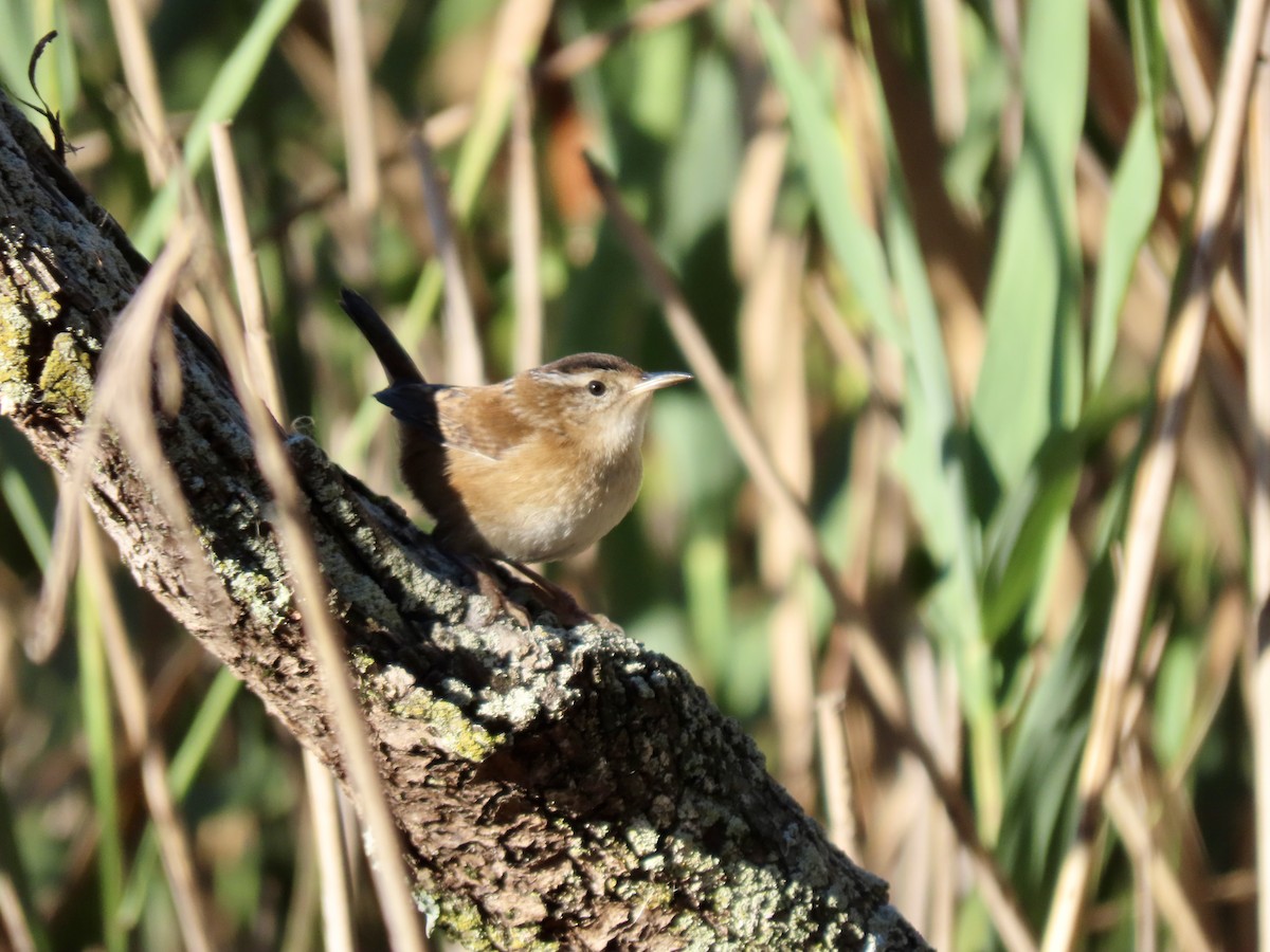 Marsh Wren - ML642915218
