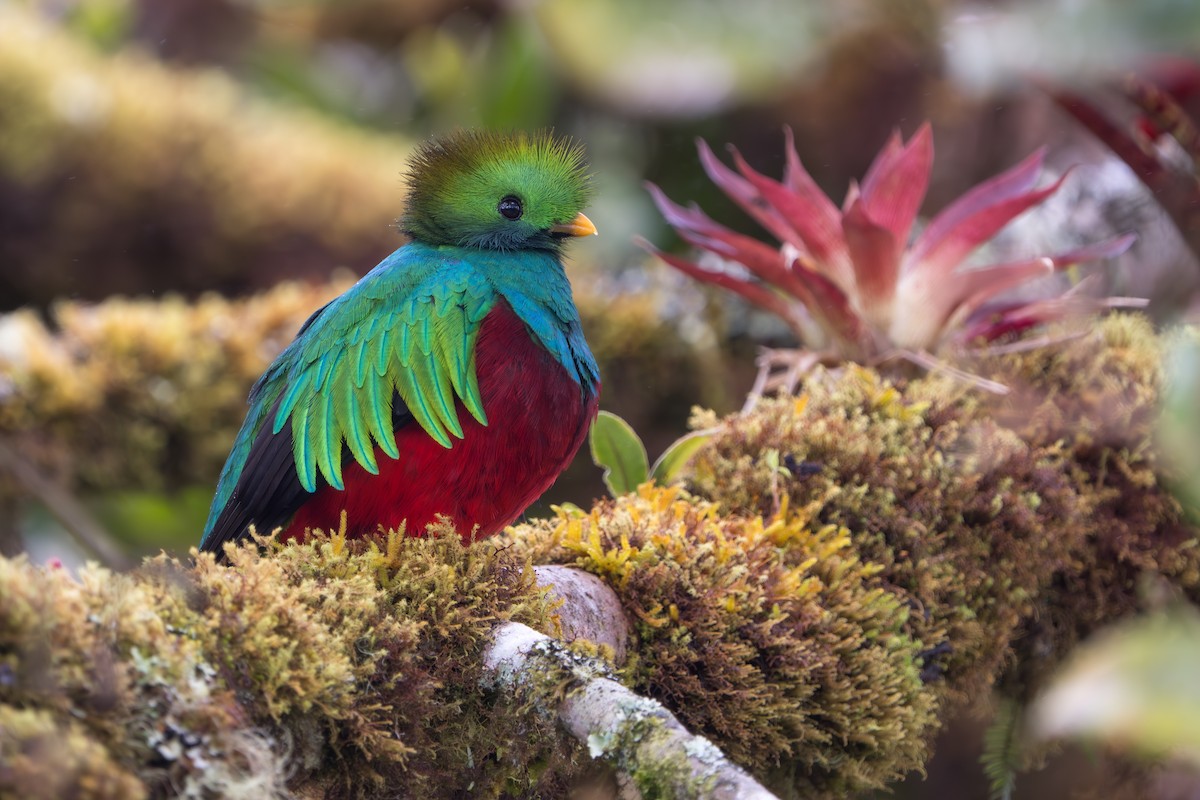 Resplendent Quetzal - ML642915221