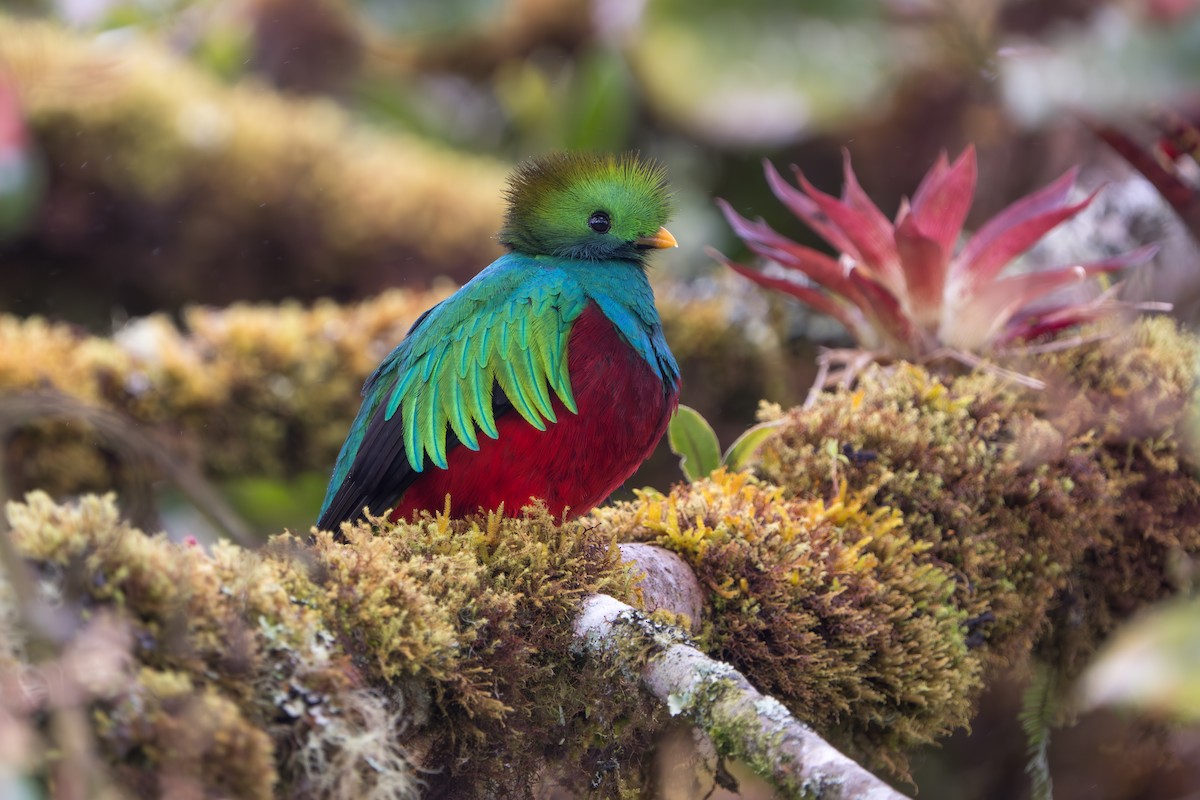 Resplendent Quetzal - ML642915222