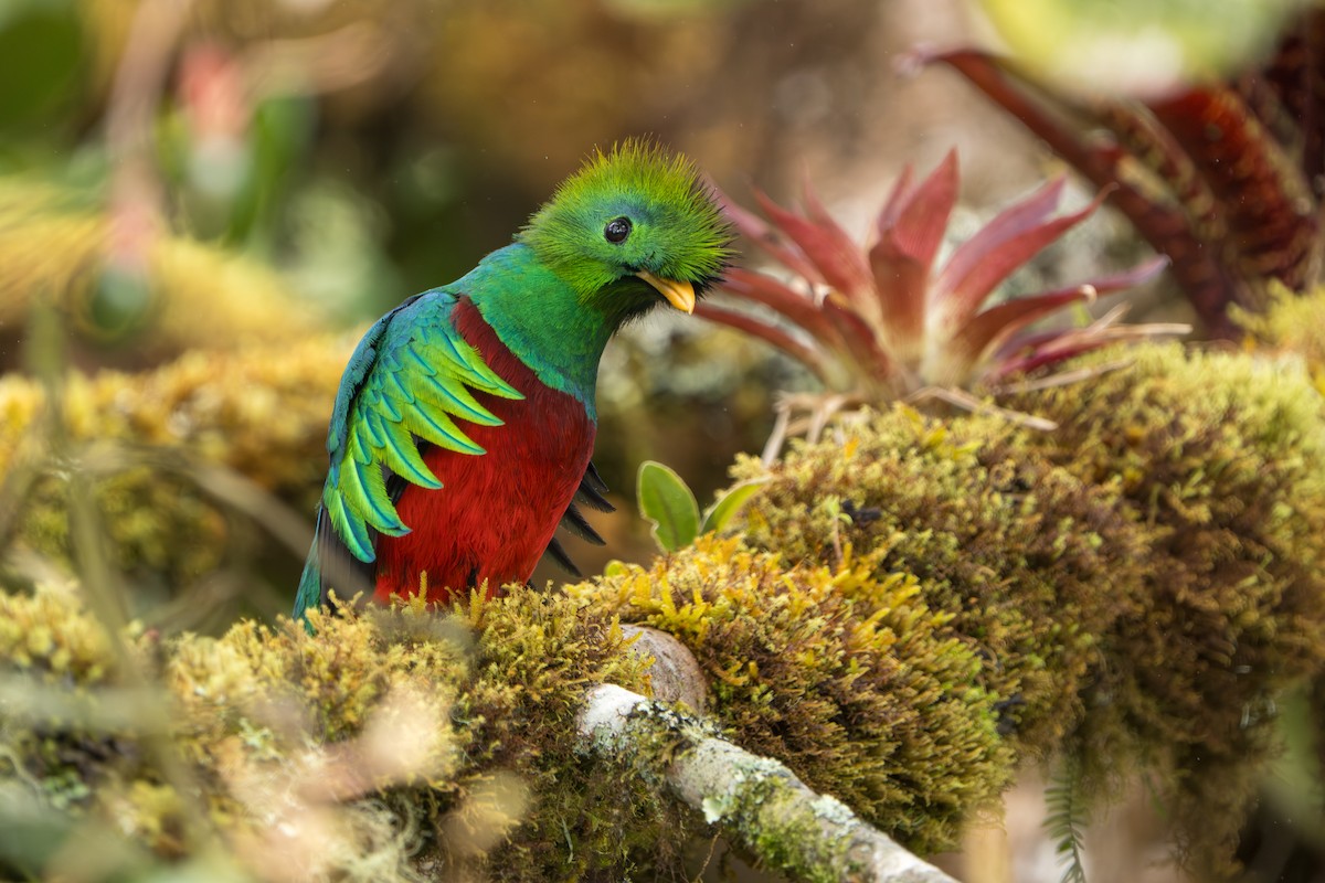 Resplendent Quetzal - ML642915223