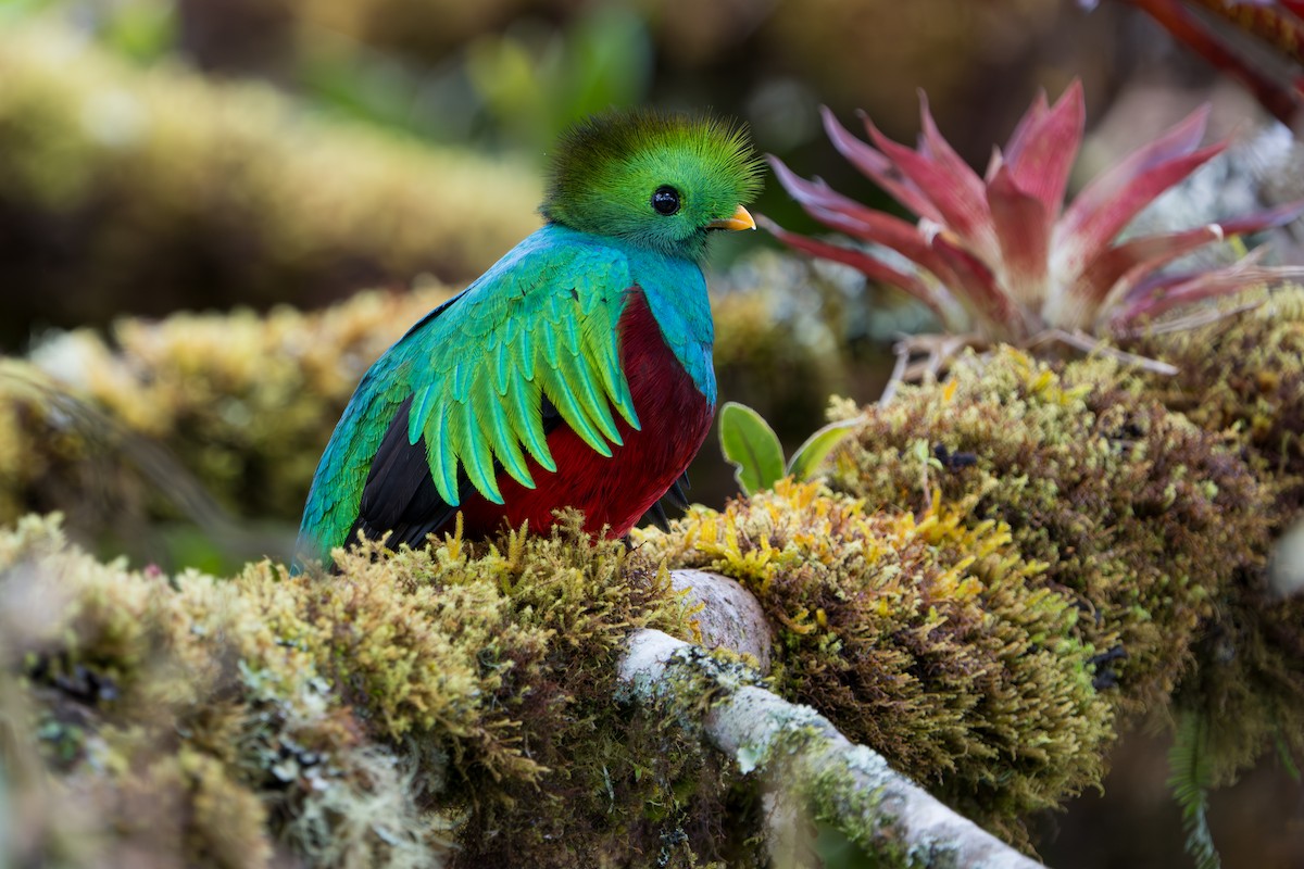 Resplendent Quetzal - ML642915226