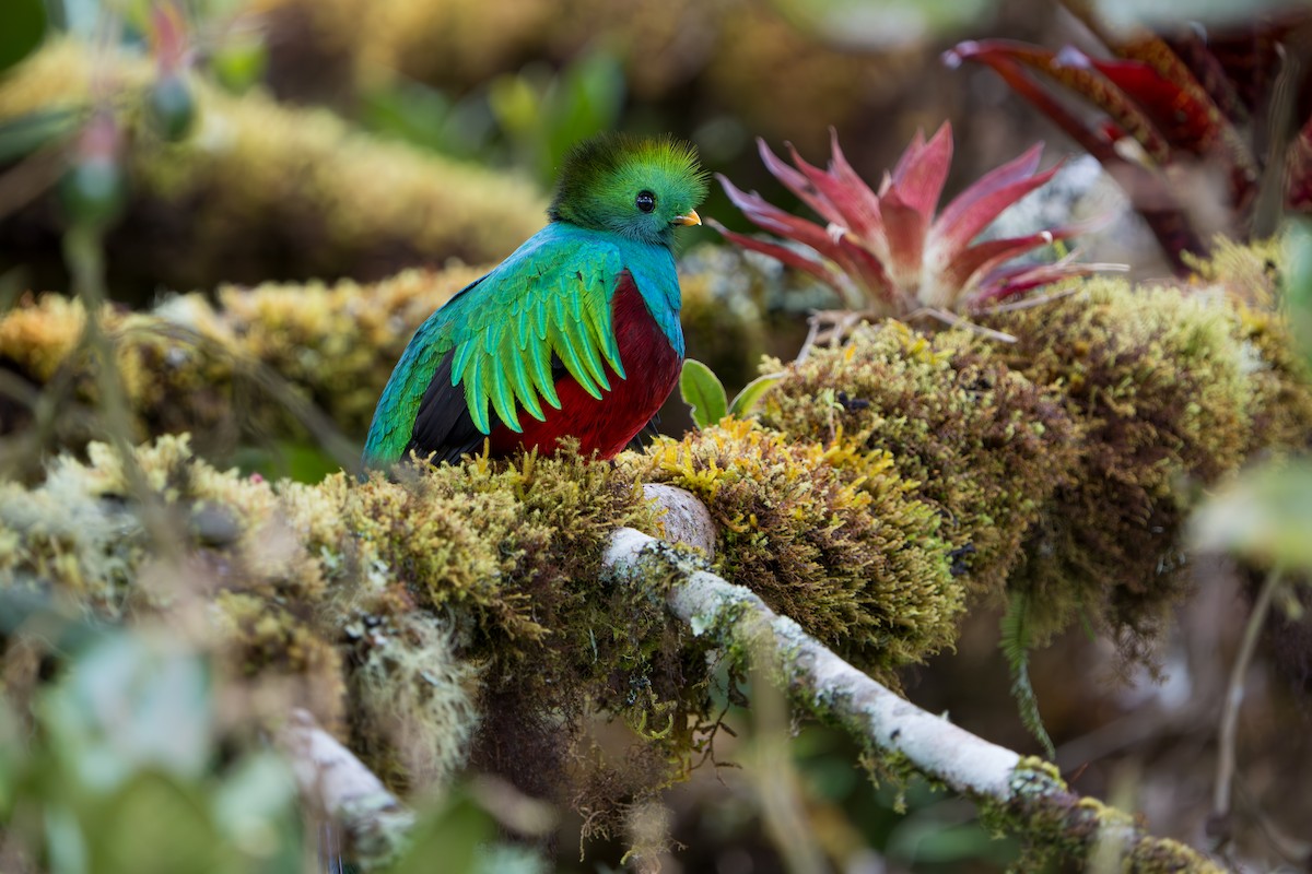 Resplendent Quetzal - ML642915228