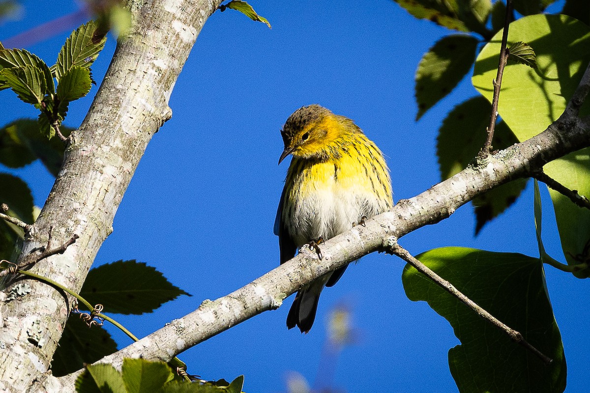 Cape May Warbler - ML642915236