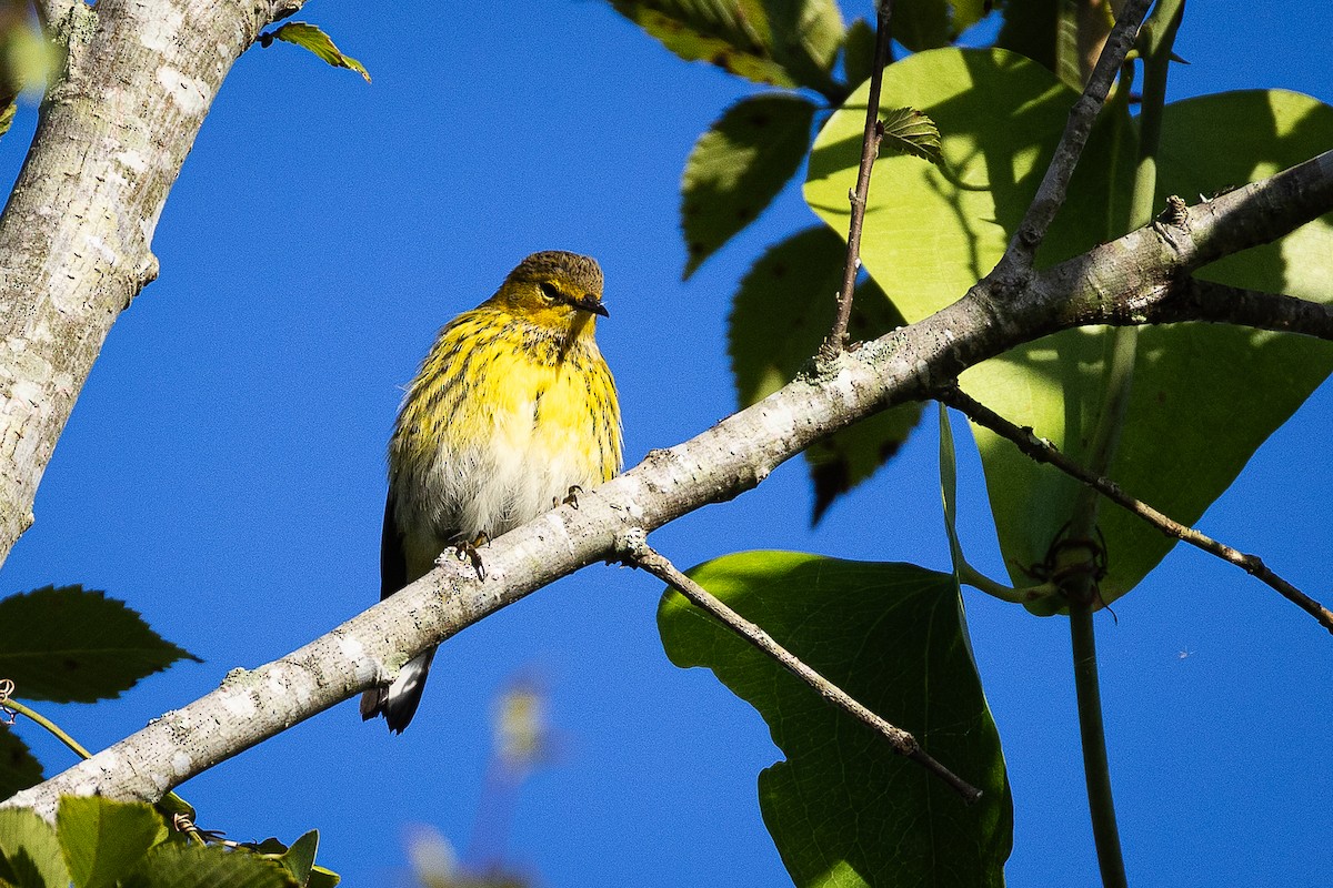 Cape May Warbler - ML642915237