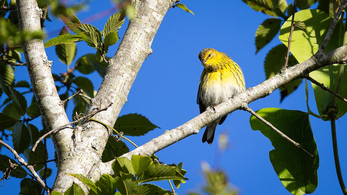Cape May Warbler - ML642915238