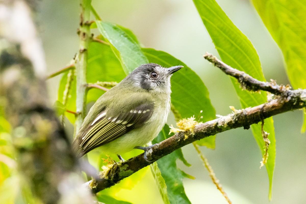 Slaty-capped Flycatcher - ML642915243