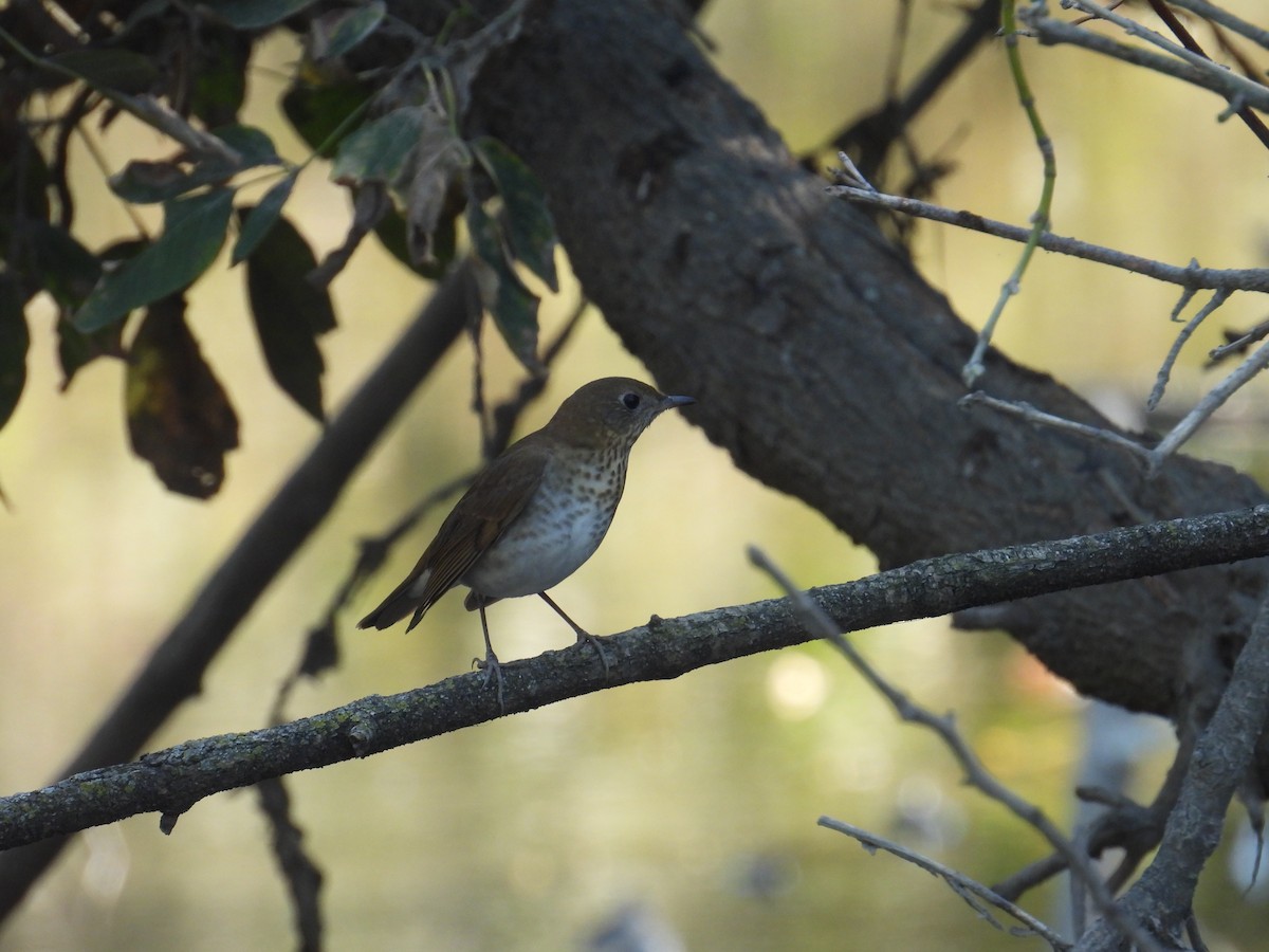 Swainson's Thrush - ML642915249