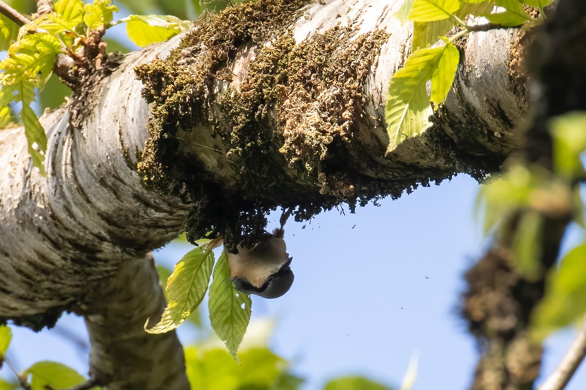 White-tailed Nuthatch - ML642915250