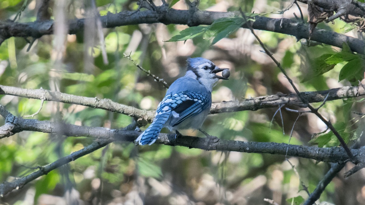 Blue Jay - ML642915269