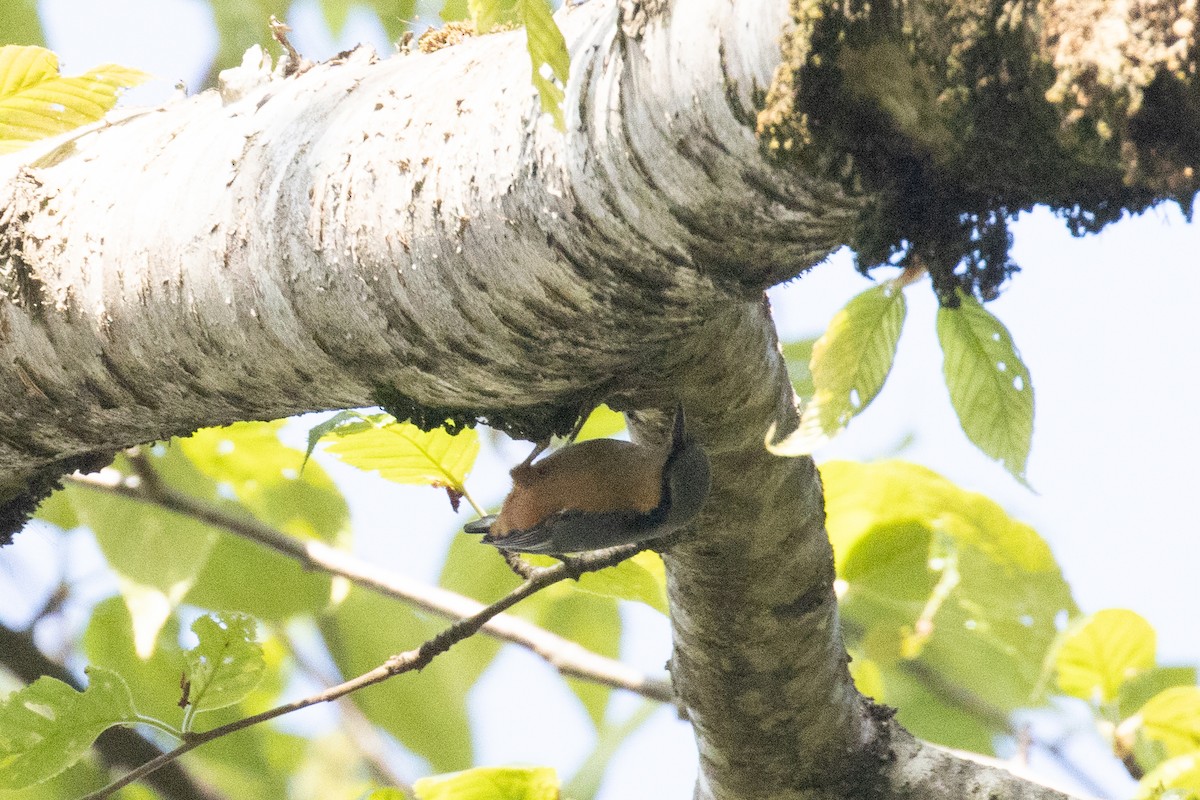 White-tailed Nuthatch - ML642915277